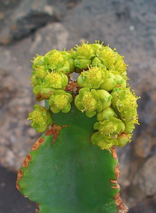 Euphorbia grandialata