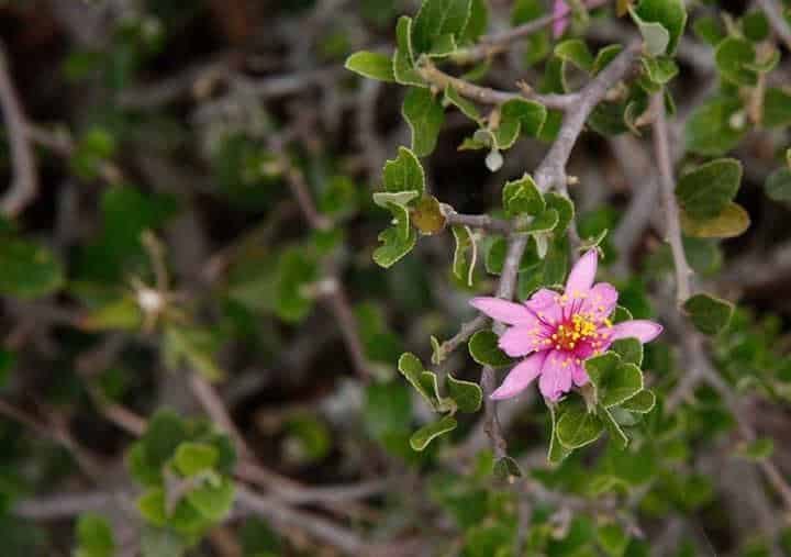 Grewia_robusta-raisin karoo