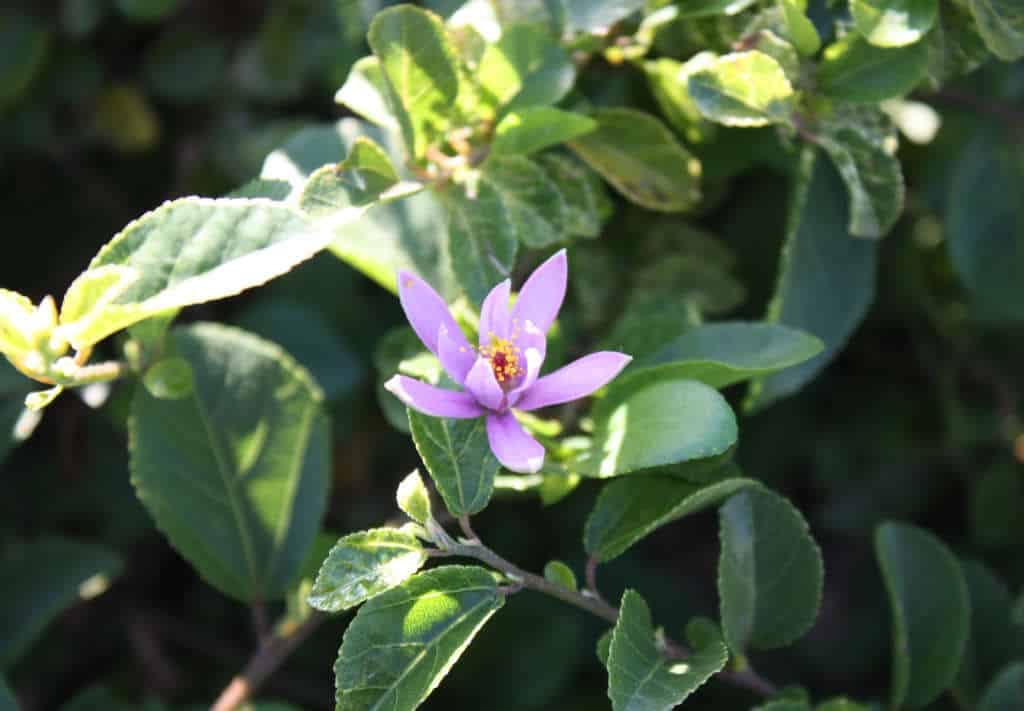 Grewia_robusta ou raisin karoo