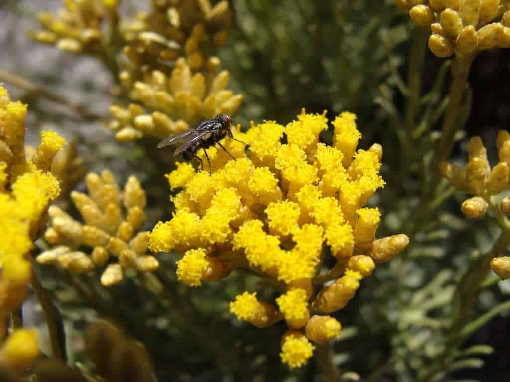 Helichrysum_italicum