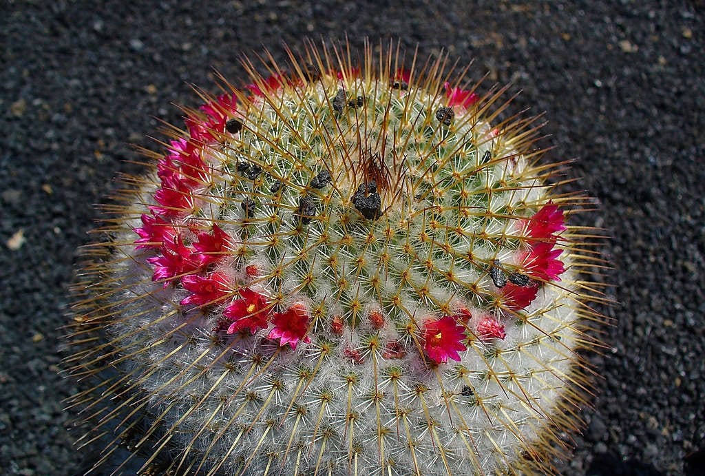 Mammillaria_spinosissima_pilacayensis_002
