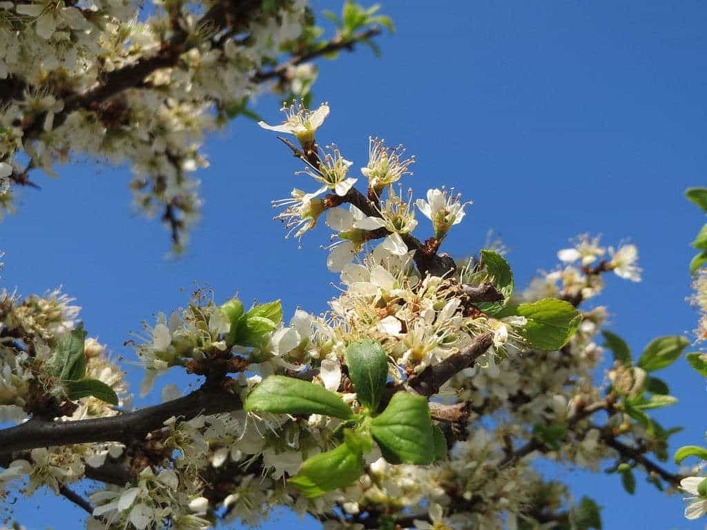 Corylus_avellana, noisetier