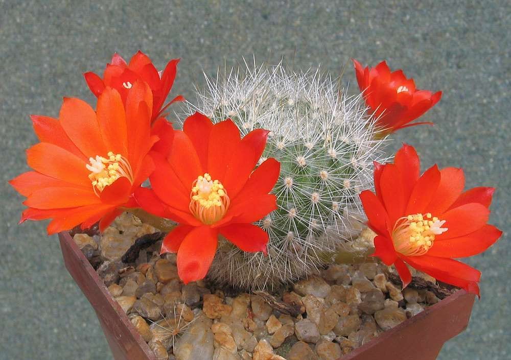 Rebutia_fiebrigii