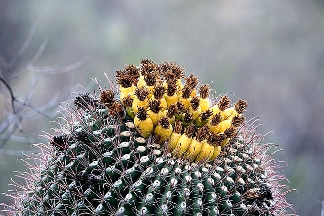 cactus à fleur baril