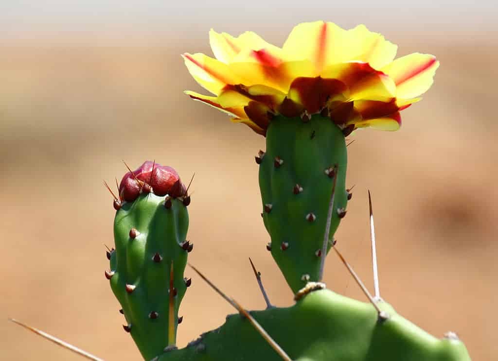 cactus-en-fleur-Opuntia_phaeacantha