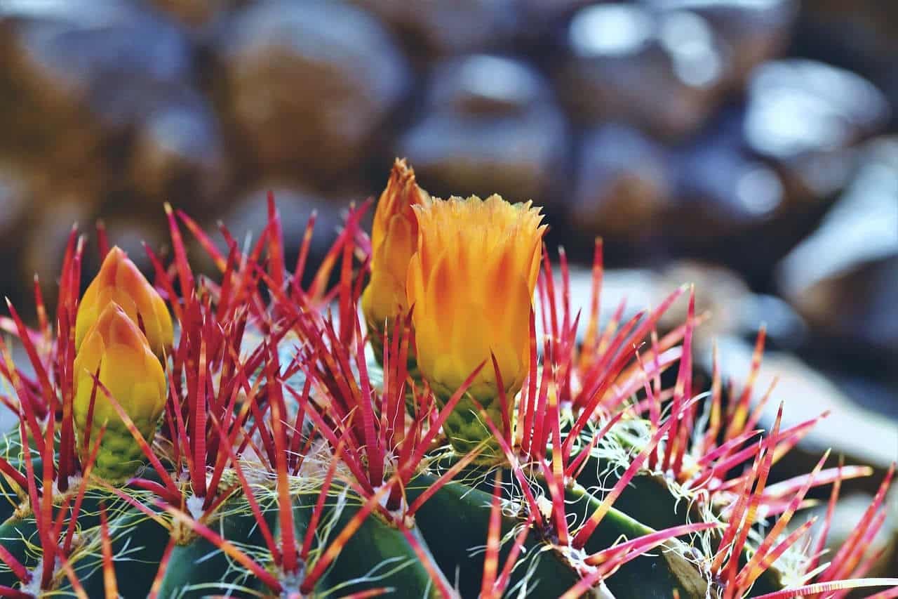 Tout savoir sur les cactus à fleurs