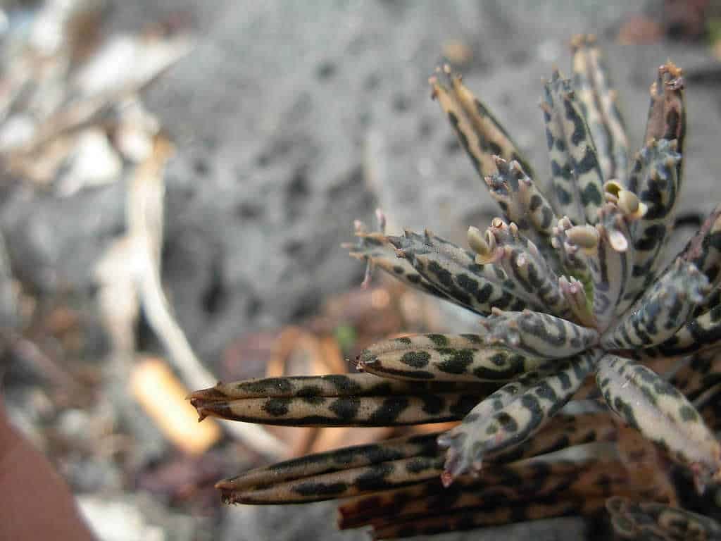 Kalanchoe-tubiflora