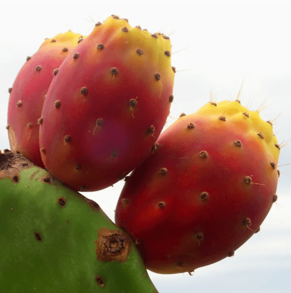 Opuntia ficus-indica