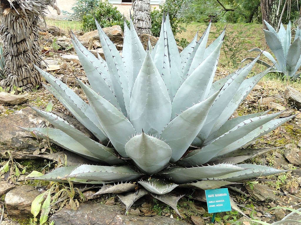 Agave_havardiana
