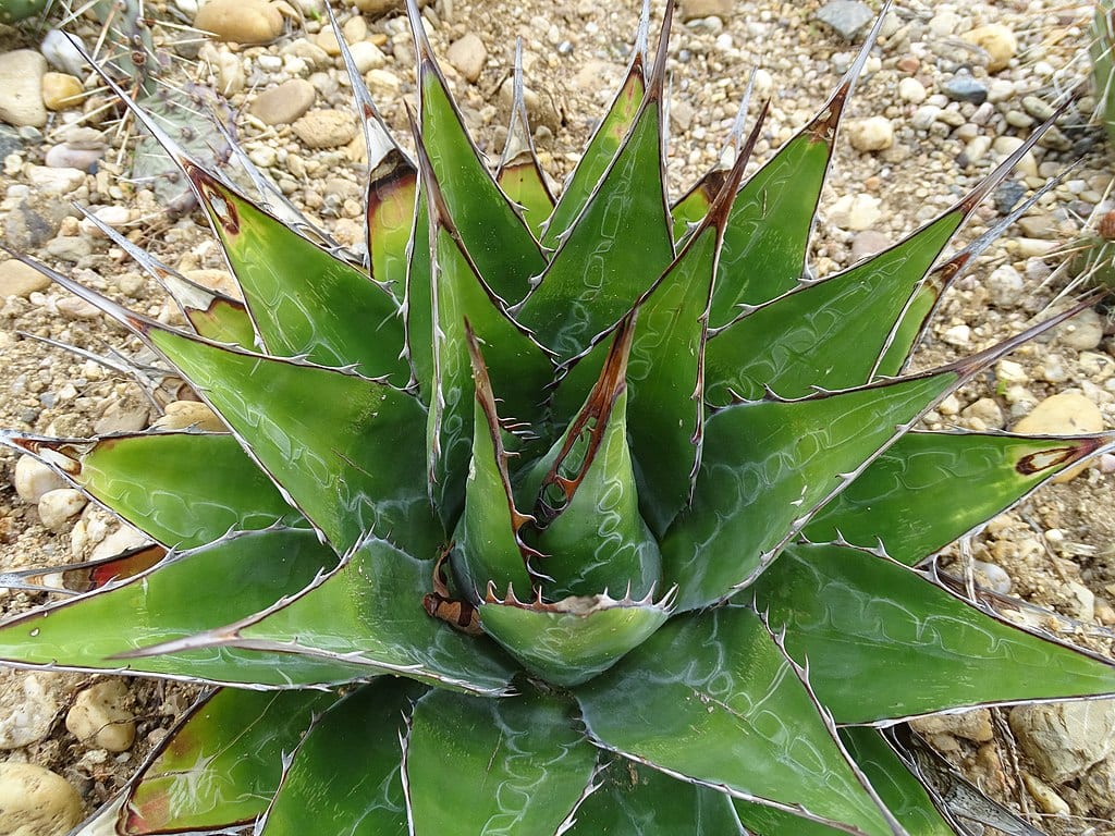 Agave_montana
