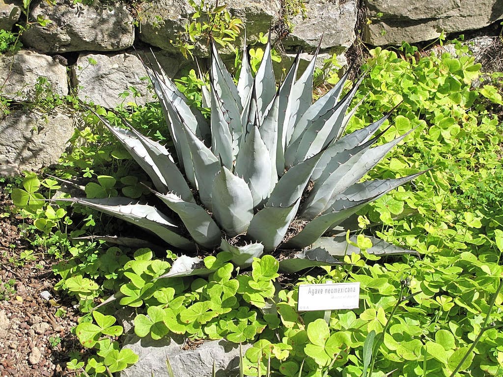 Agave_neomexicana