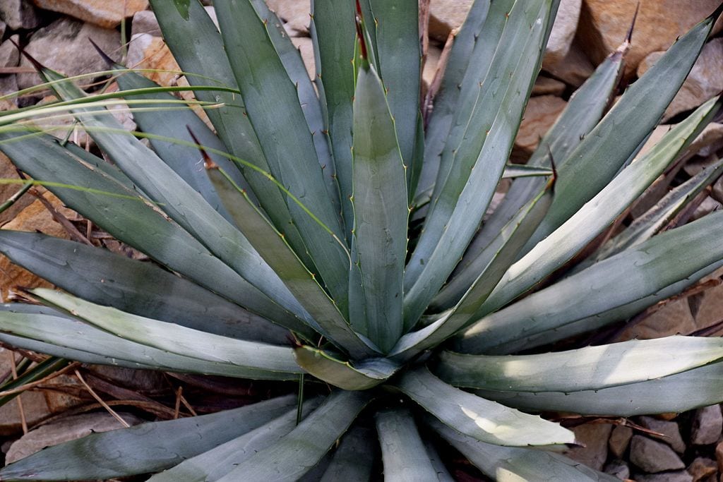 Agave macroacantha