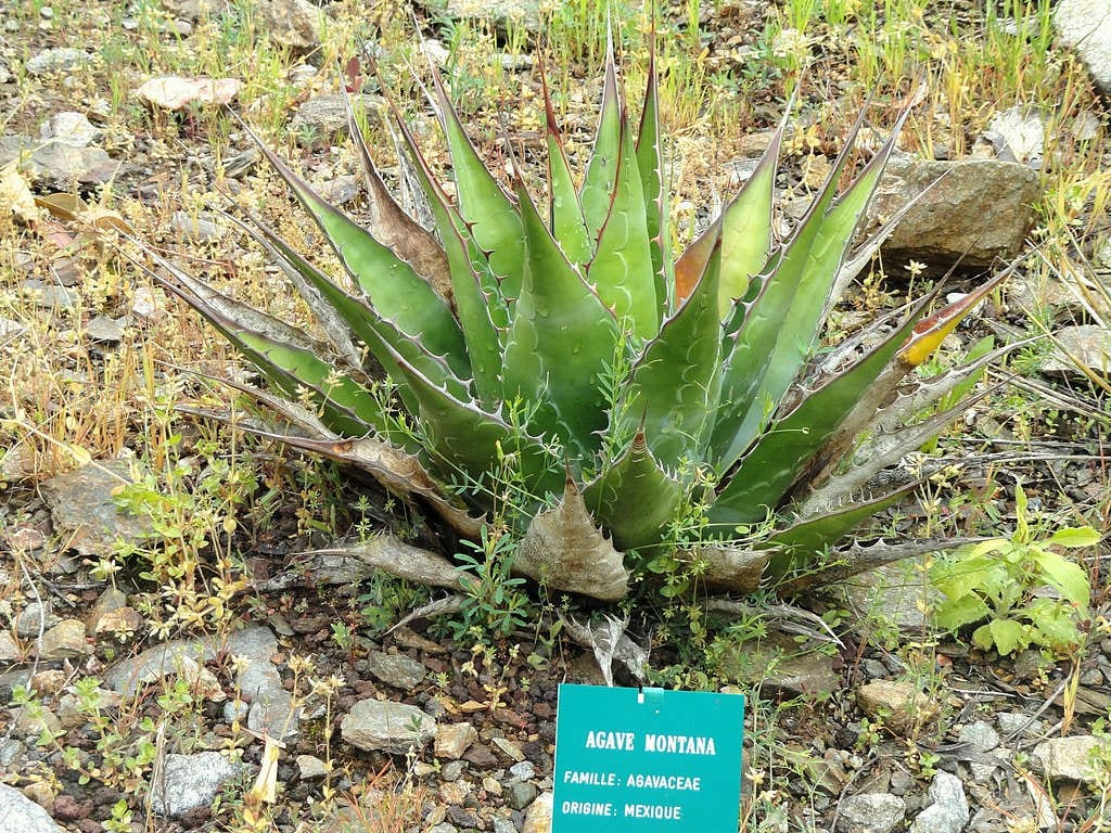 Agave_montana