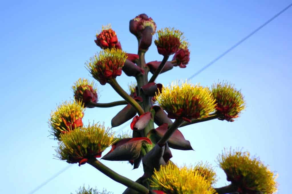 agave-montana-floraison