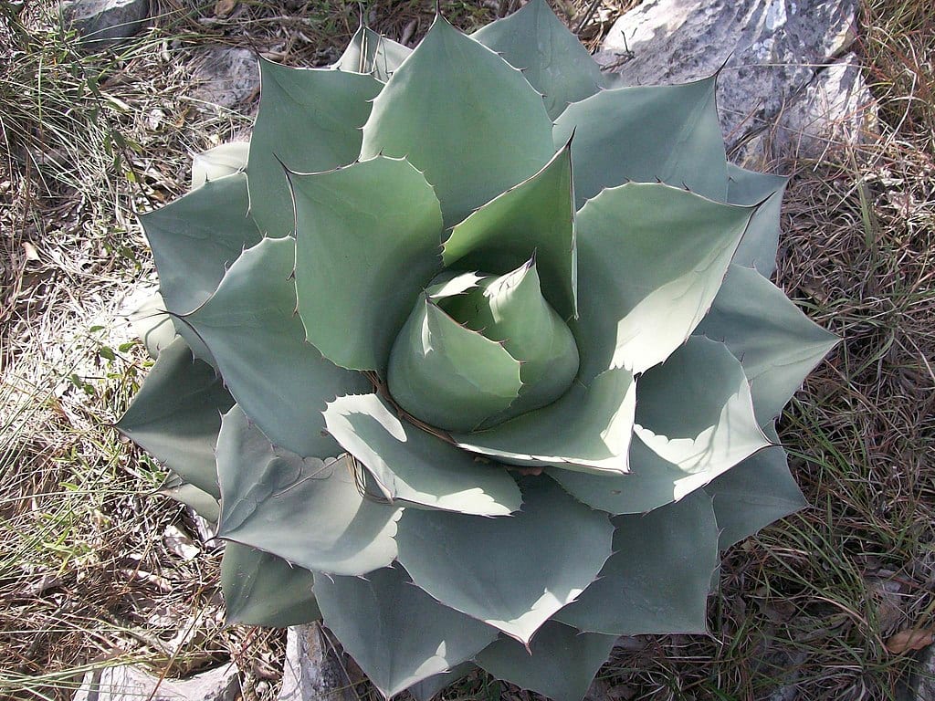 Agave_ovatifolia