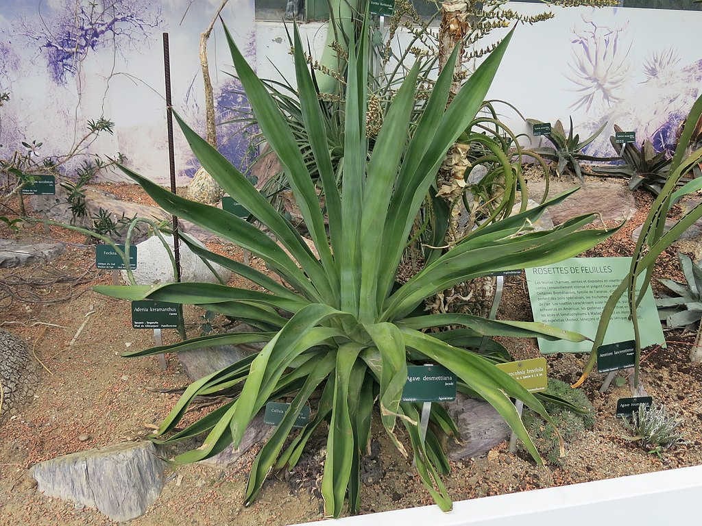 Agave_desmettiana