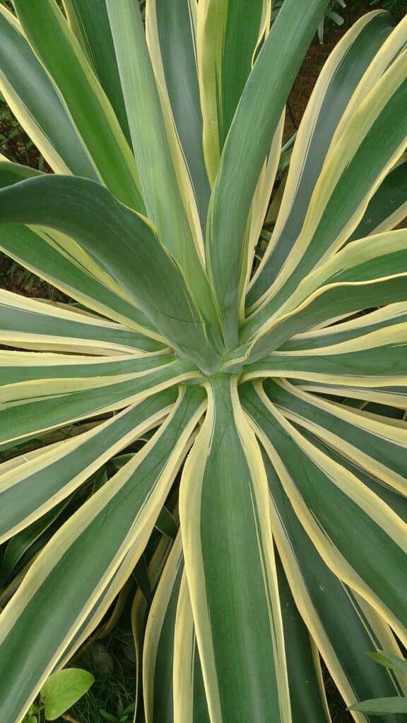 Agave_desmettiana