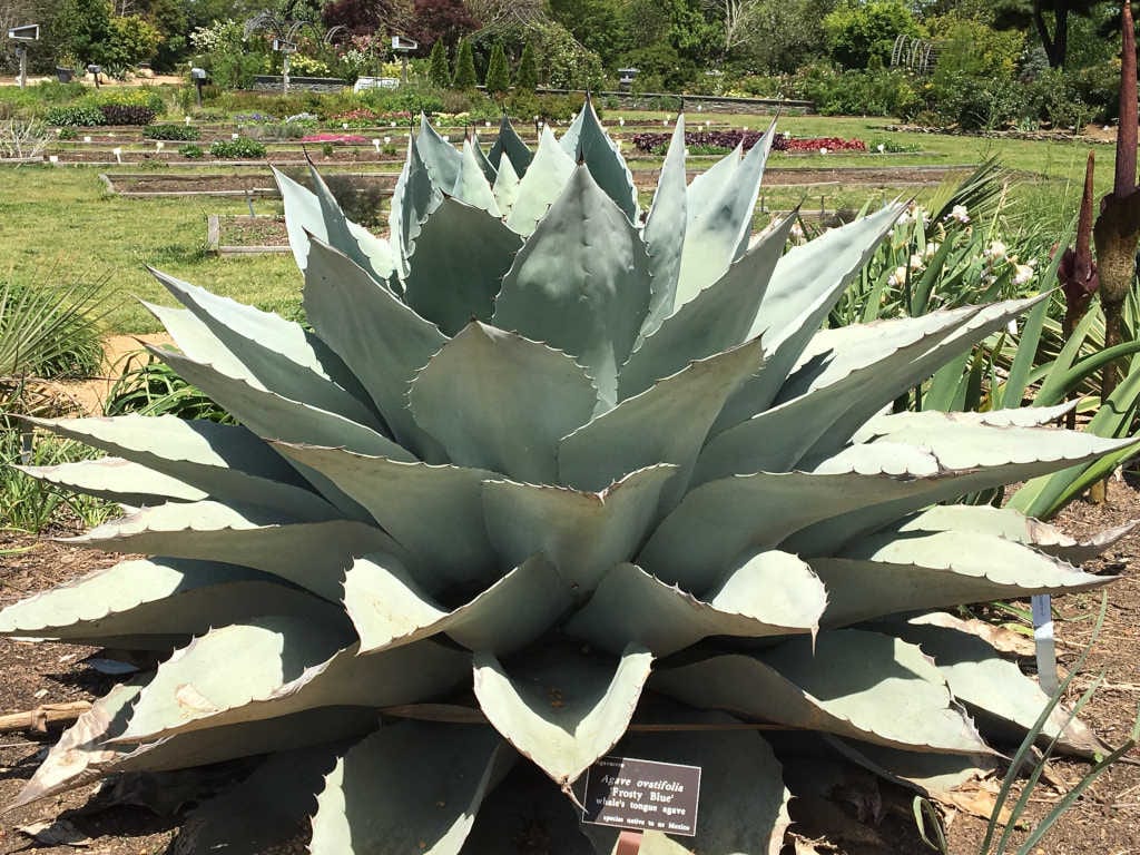 agave ovatifolia 50