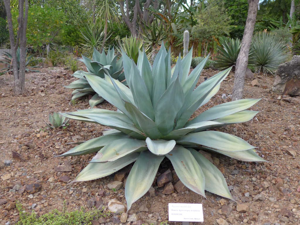 bel agave ovatifolia