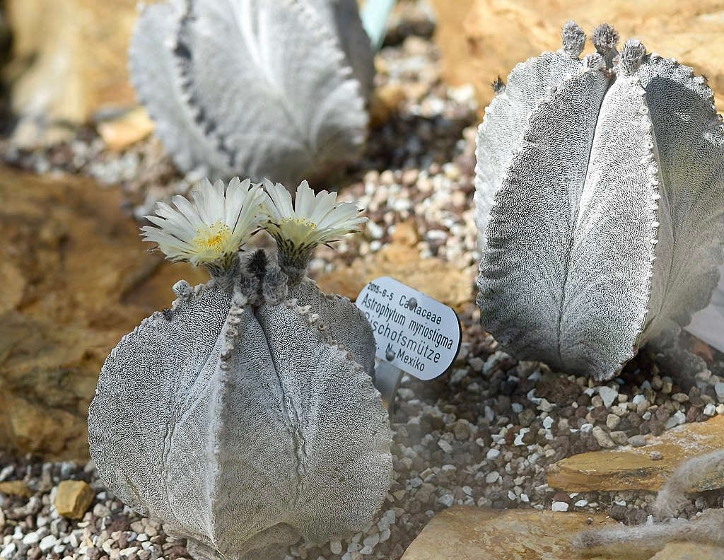 Astrophytum myriostigma