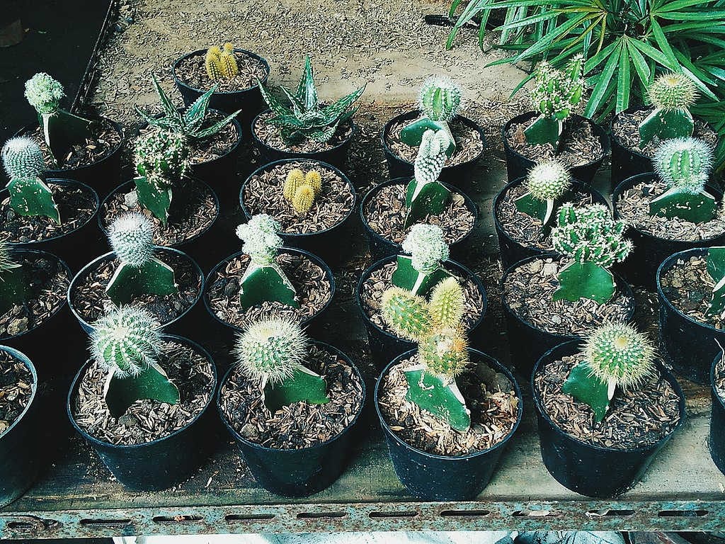 mini cactus dans un vivarium (source wikimedia)