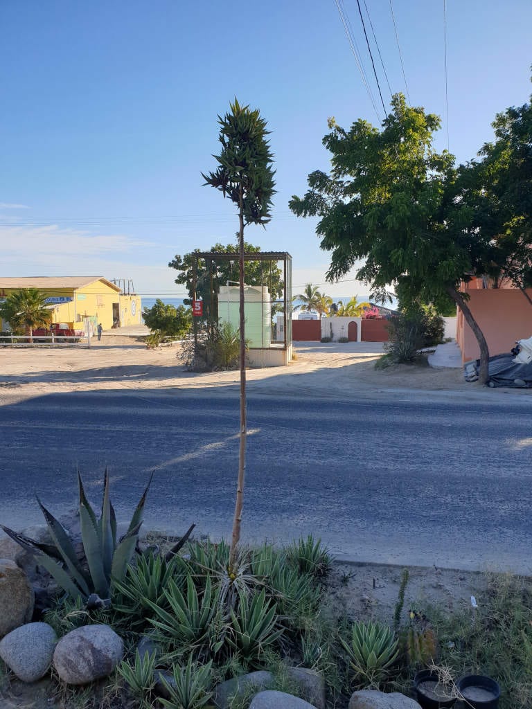 petit agave en fleur