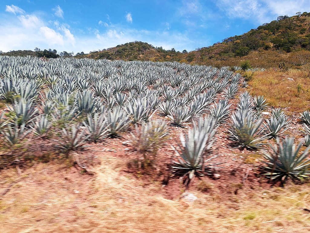 Agave_tequilana_bleu