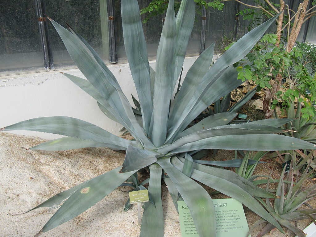 agave bleu tequilana