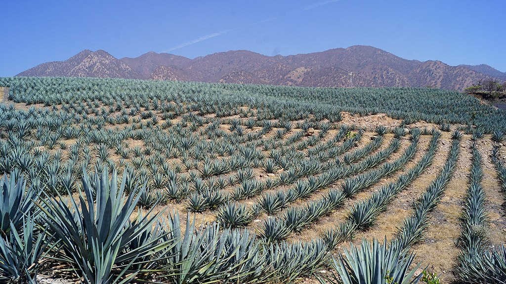 champs_Agave_bleu_tequilana
