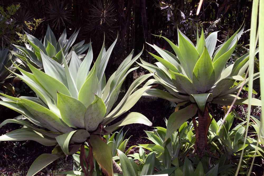 agave-attenuata sans fleurs