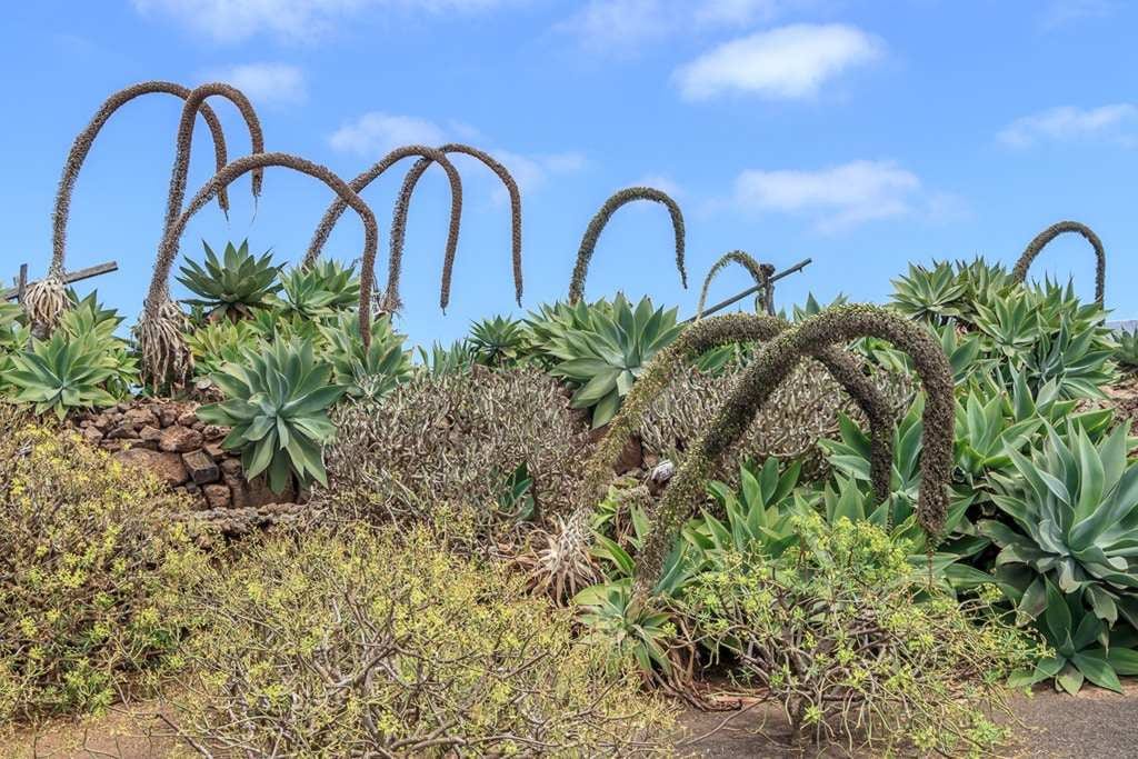 agave-attenuata_groupe