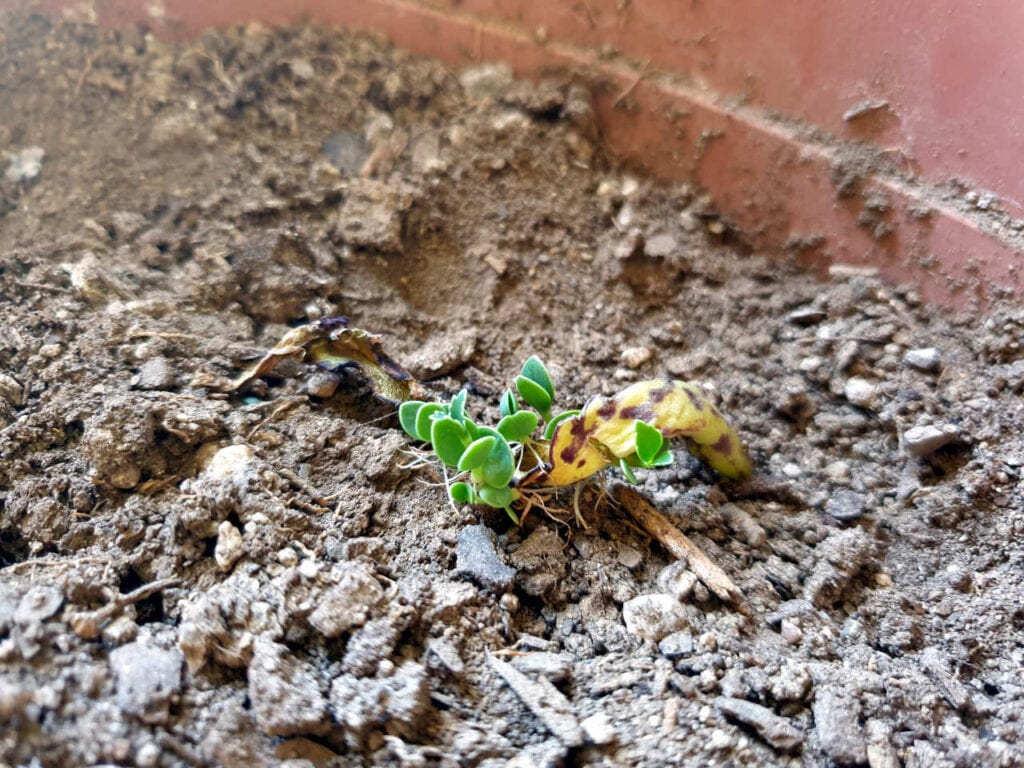 multiplier succulente