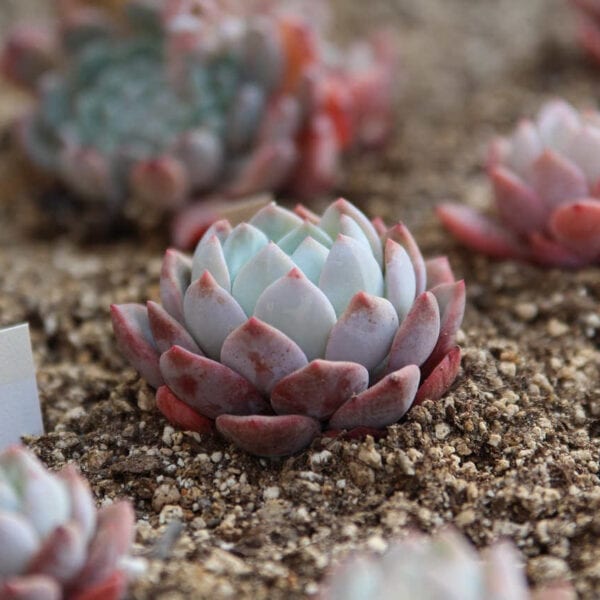 multiplier succulente