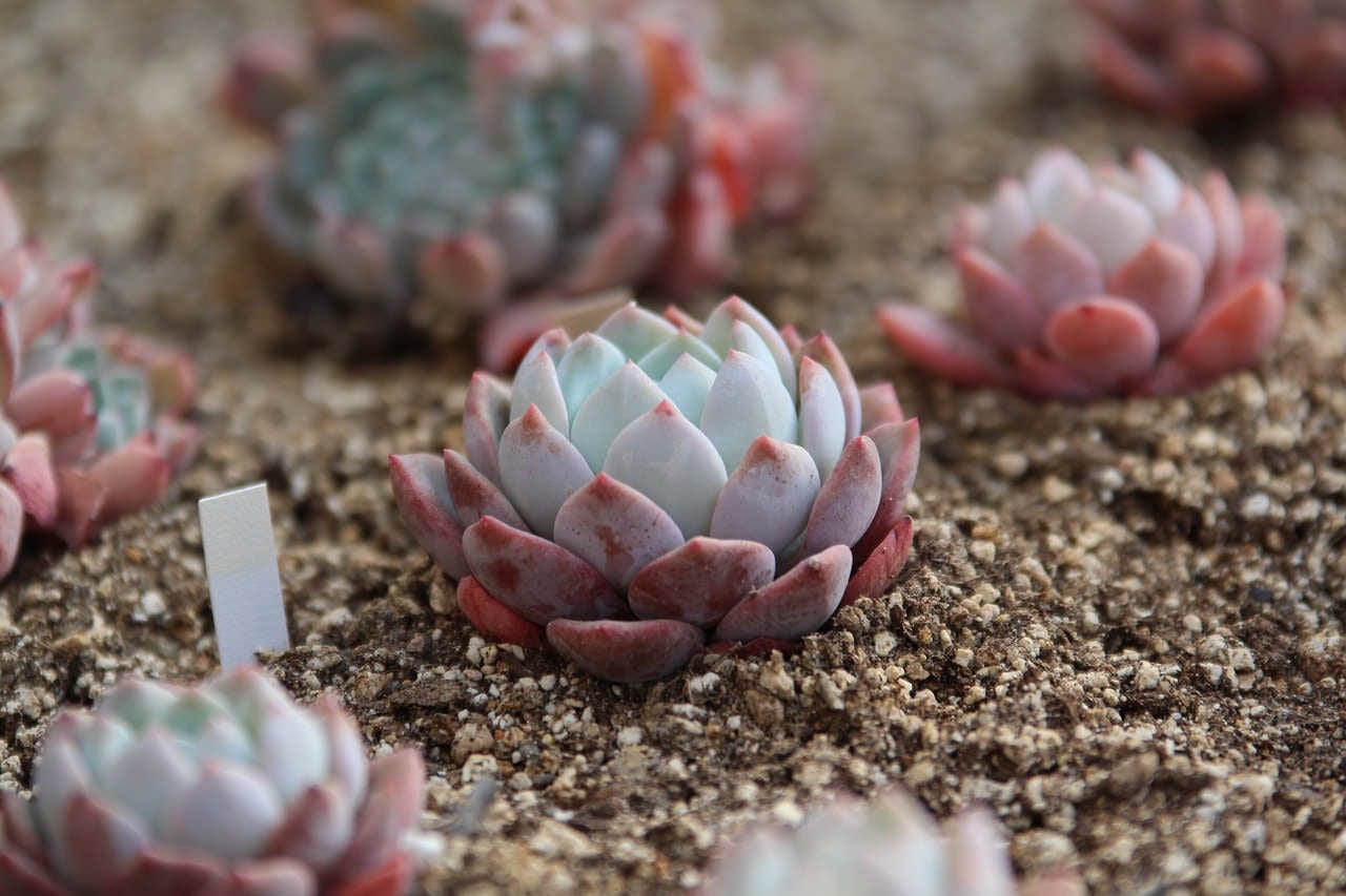 multiplier succulente