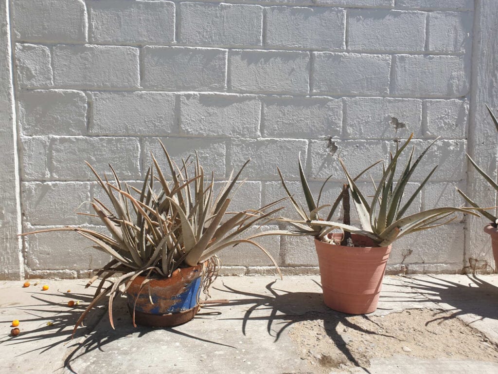 succulente qui rougit (aloe)