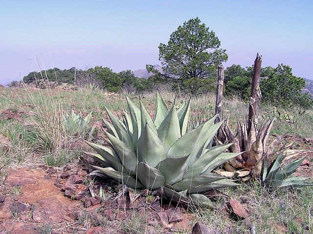 agave montana taille