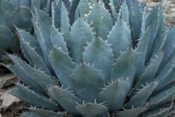 agave_havardiana_1976