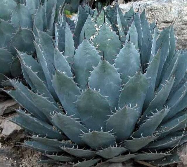 agave_havardiana_1976
