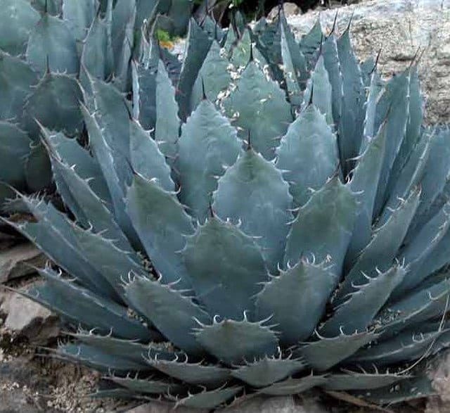 agave_havardiana_1976