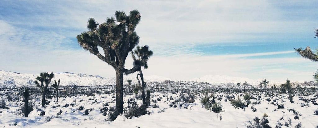 protéger ses plantes en hiver