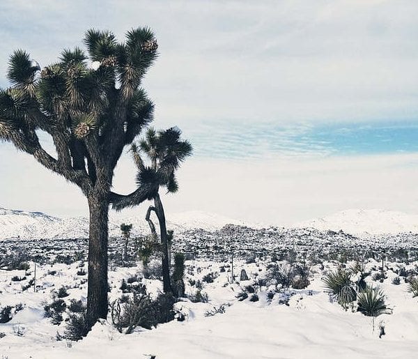 protéger ses plantes en hiver