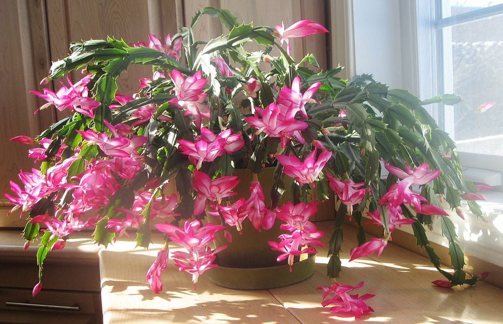 Cactus_de_noël_Schlumbergera