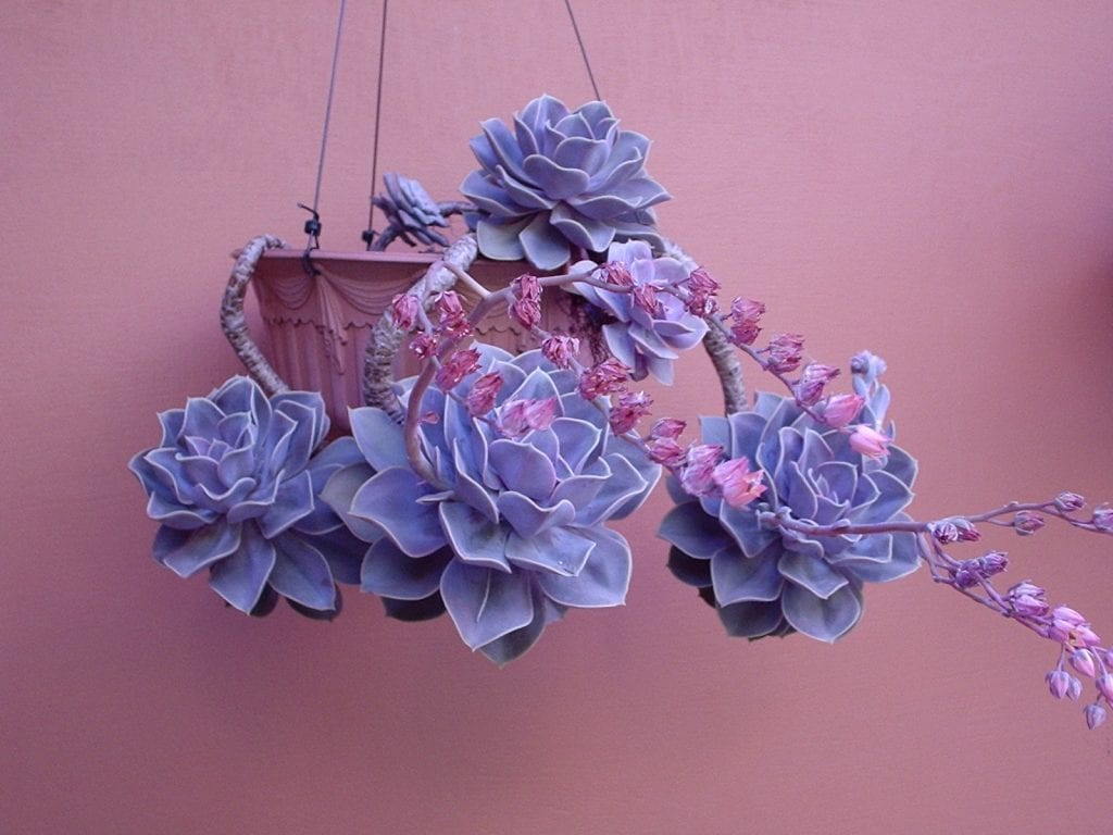 Echeveria 'Perle von Nurnberg'