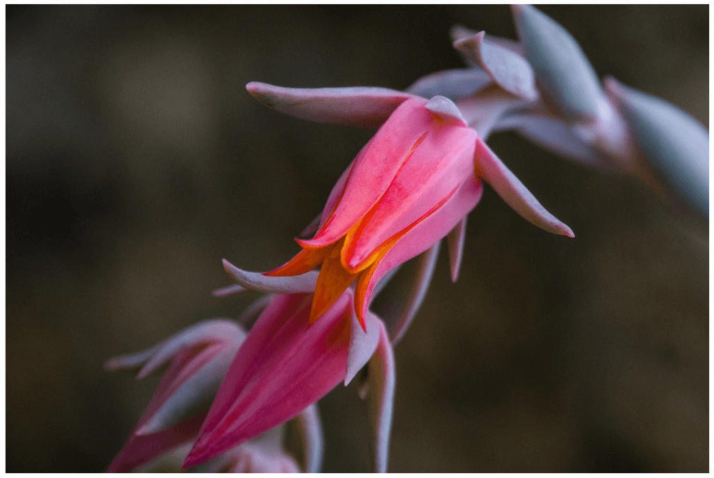 Graptopetalum Paraguayense