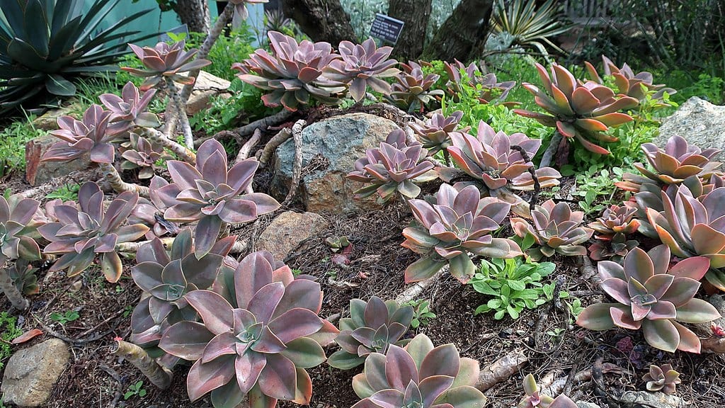 Graptoveria_'Fred_Ives'