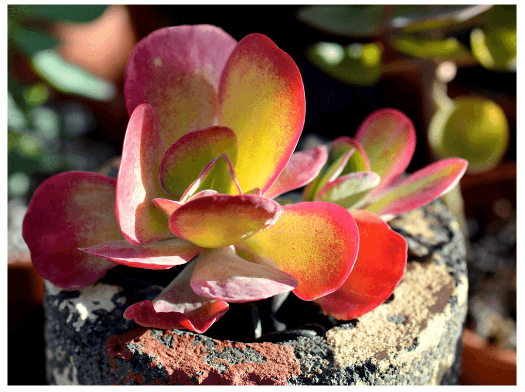 Kalanchoe-fantastic