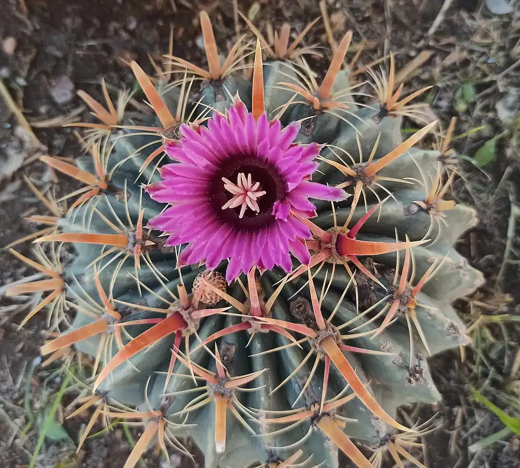 Ferocactus_latispinus