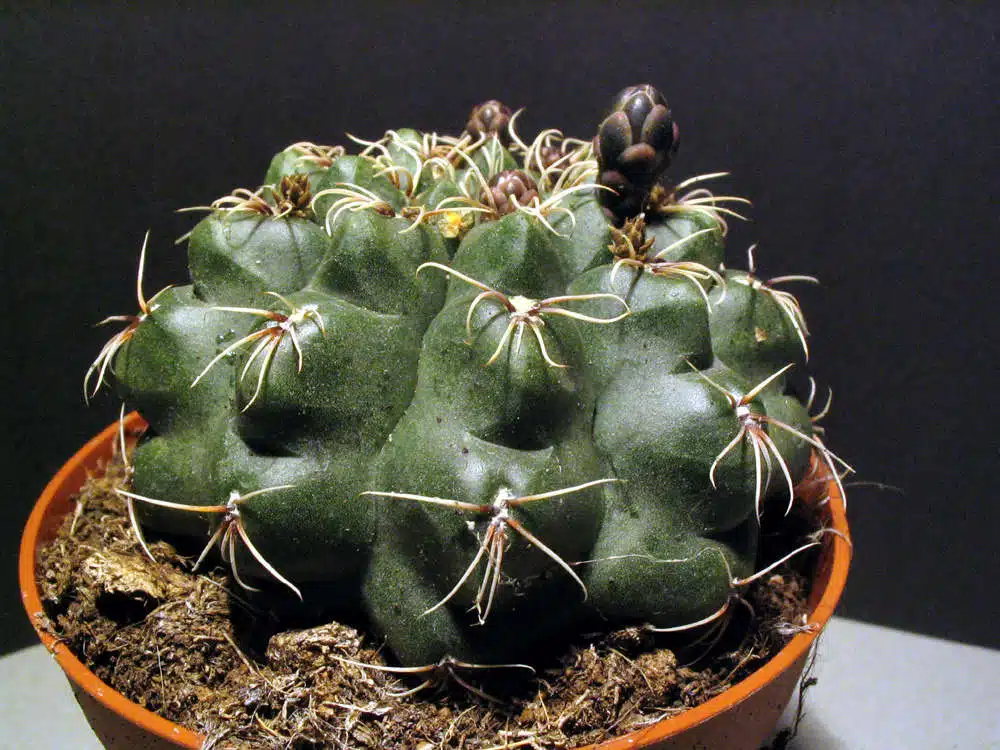 Gymnocalcium_baldianium