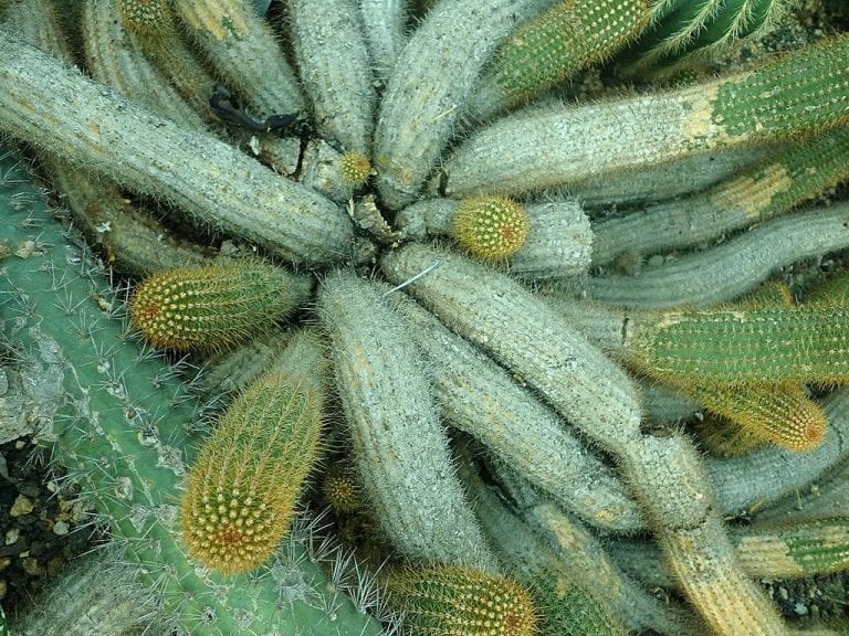 Cactus arborescents