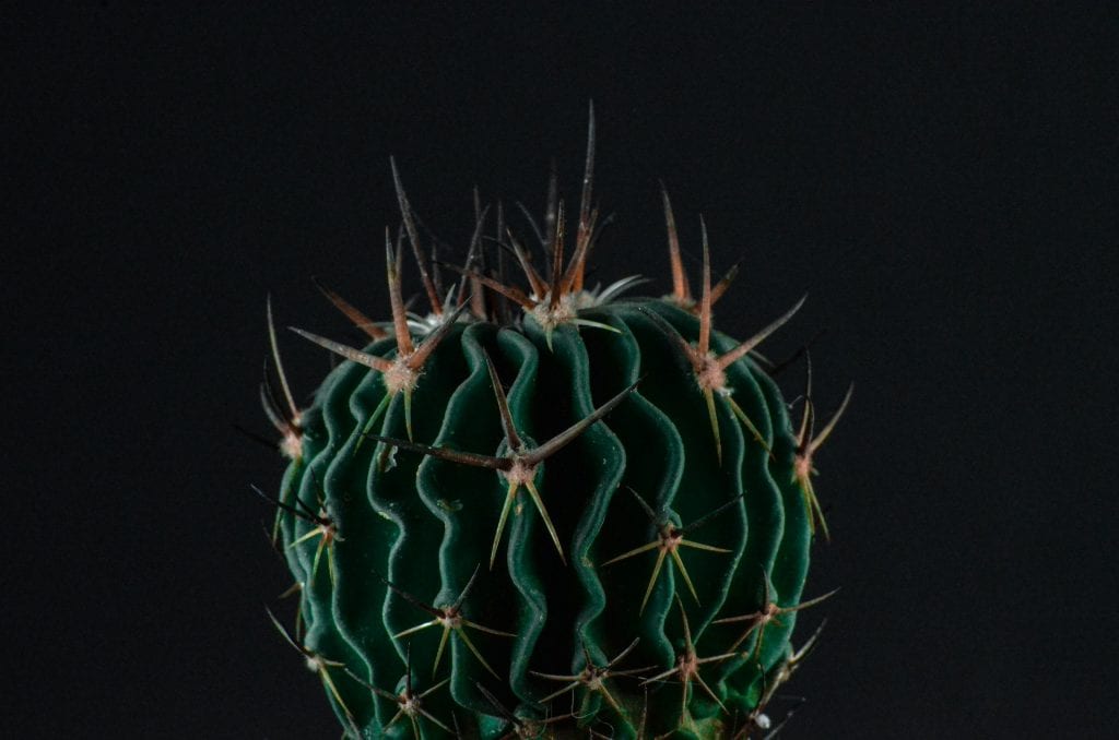 arrosage cactus